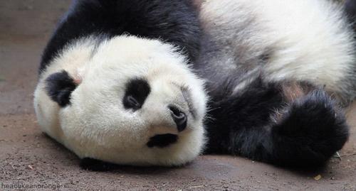 panda-bears-free-animated-gameznet 020.gif